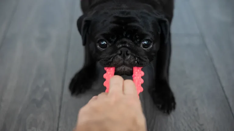 Reinforced stitching dog toy techniques