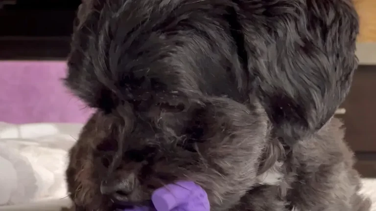 Dog squeaky toy MOQ: 50-100 Trial Orders vs 1000+ Bulk