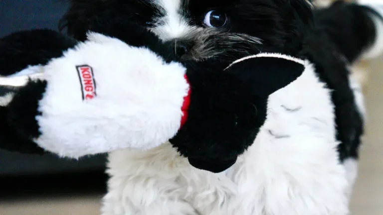 Trending plush dog toy animal shapes