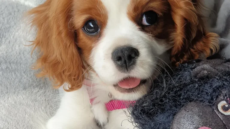 How custom squeaky dog toys OEM saves you time