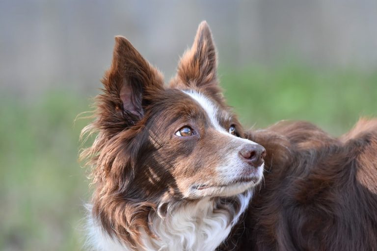 Squeaky vs Non-Squeaky Dog Toys: Retail Sell-Through Data