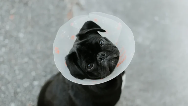 Understanding Returns and Defective Goods in the Pet Product Industry
