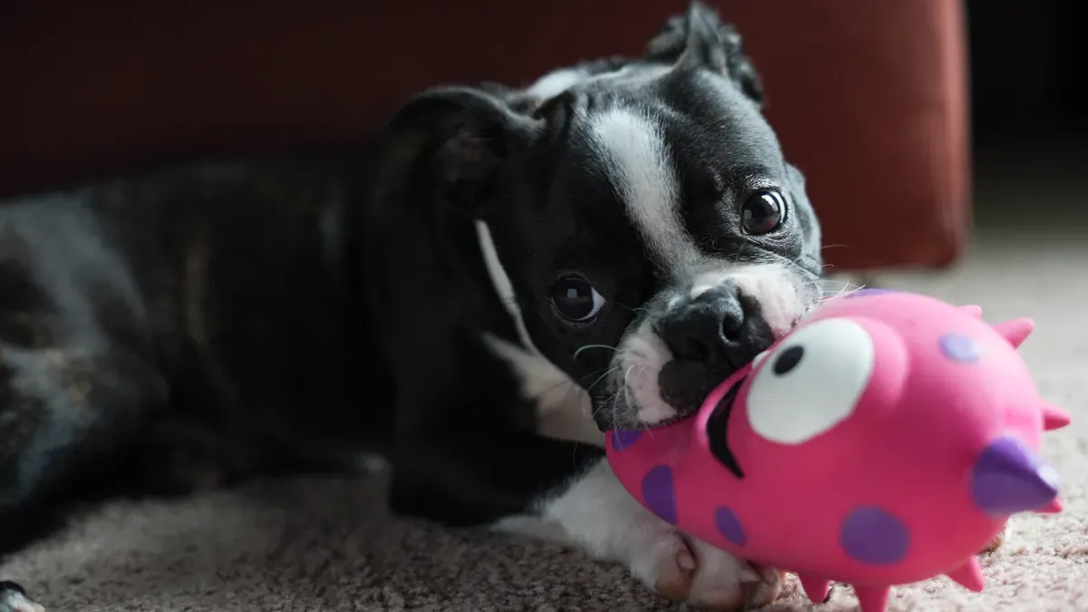 Squeaky Dog Toys