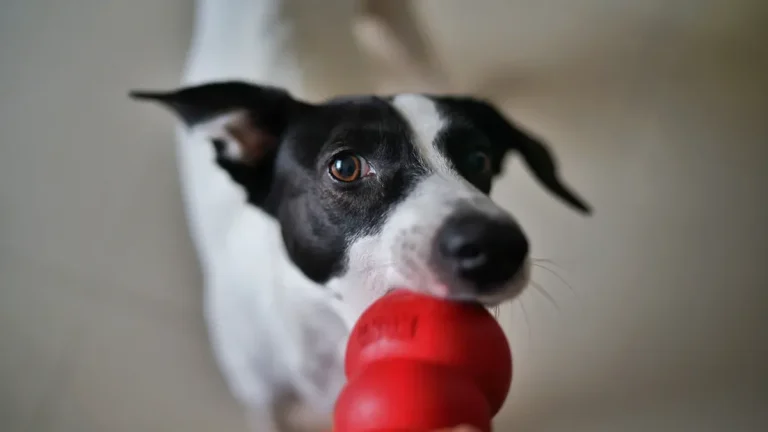 How do dog squeaker toys work
