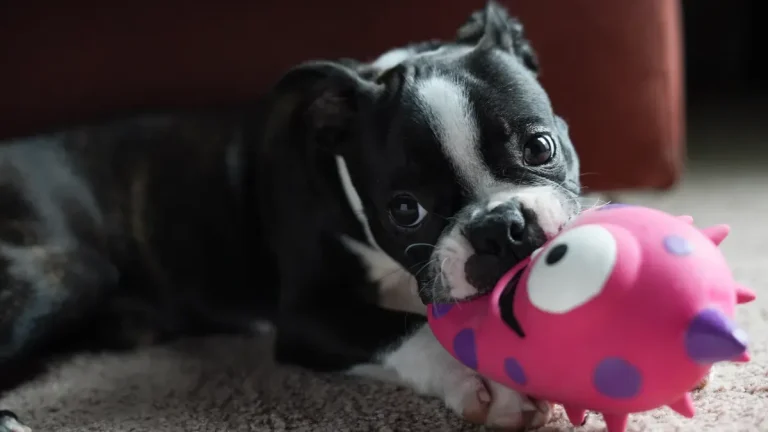 Uncovering the Science Behind Dogs’ Fascination with Squeaky Toys