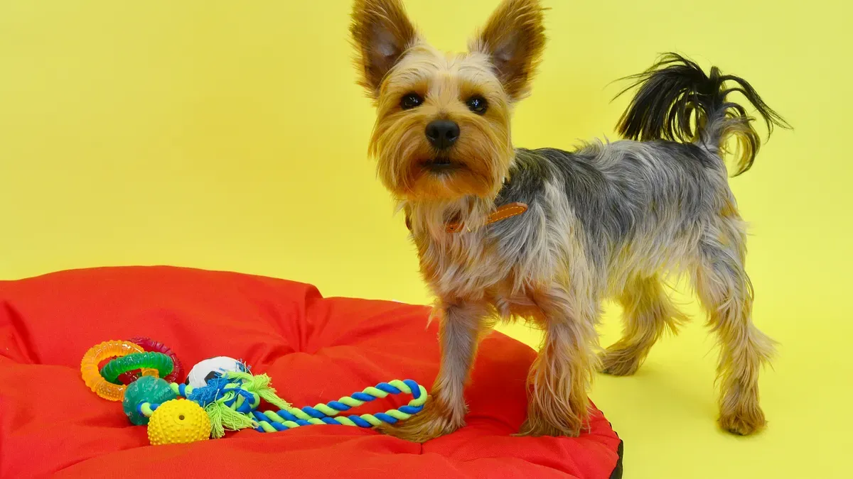 Choosing Multi Squeaker Dog Toys