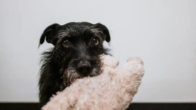 Top 10 Dog Squeaky Toy Trends 2026 for US Retailers