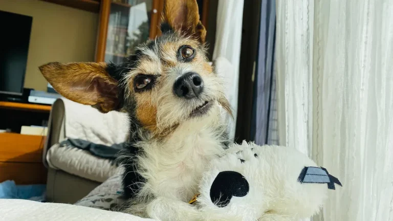 Heartbeat puppy toy manufacturer secrets for cozy pups