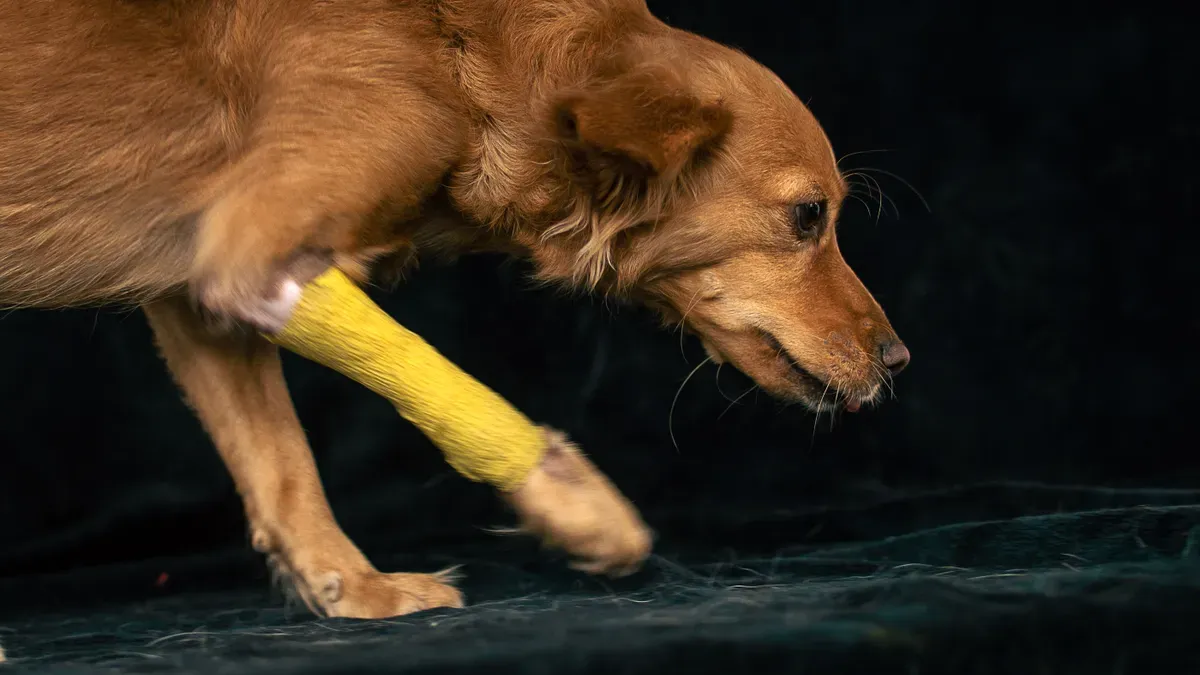 Common Defects and Return Reasons in Pet Products