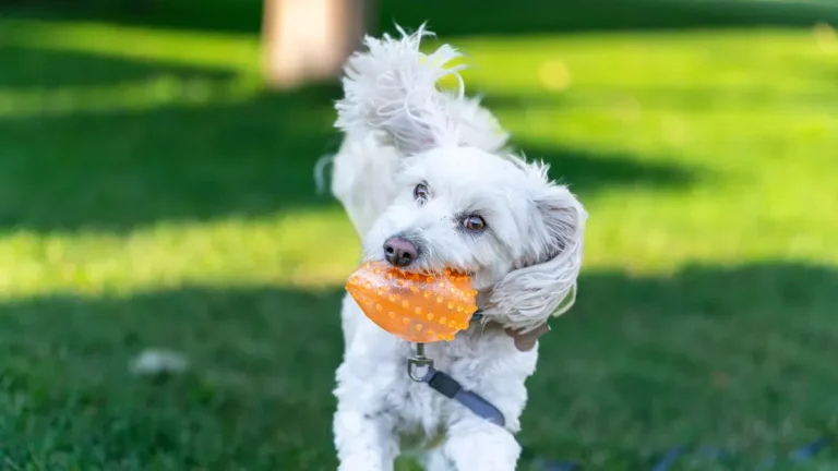 Dog squeaky toy cost breakdown