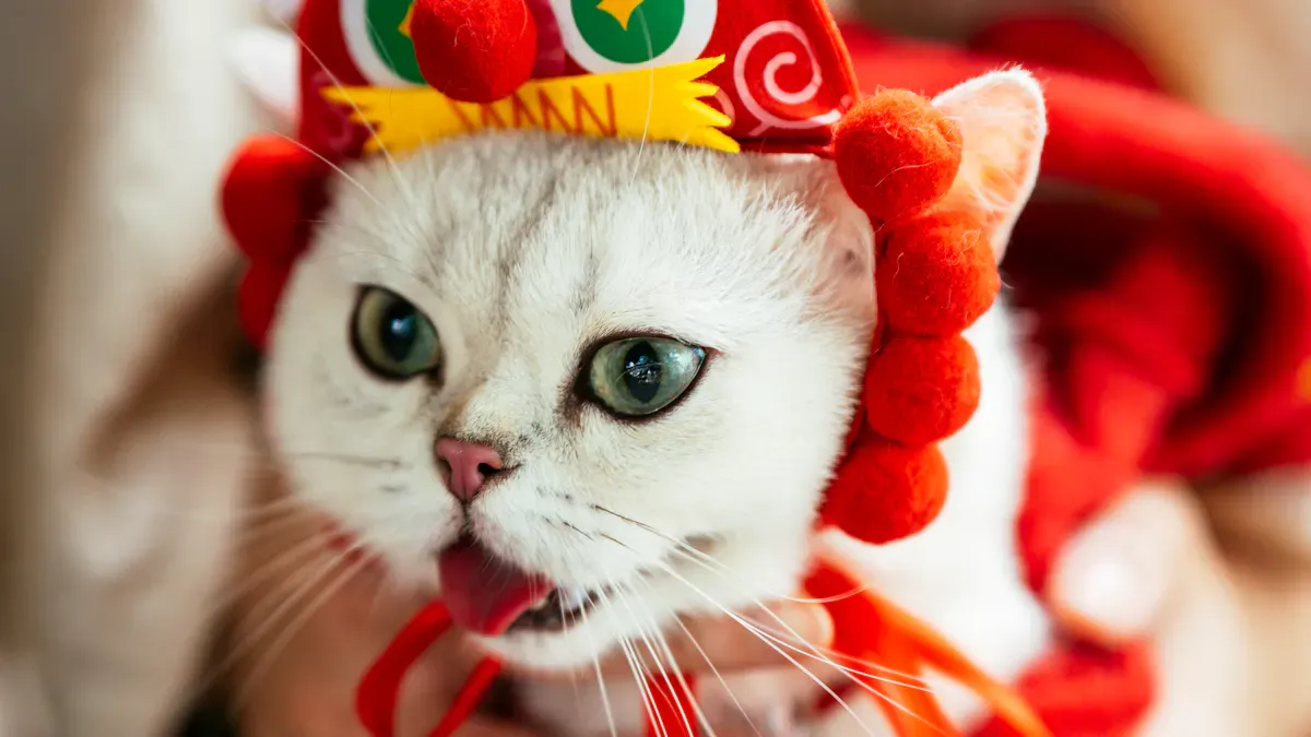 China US Business Etiquette Pet: Cultural Differences