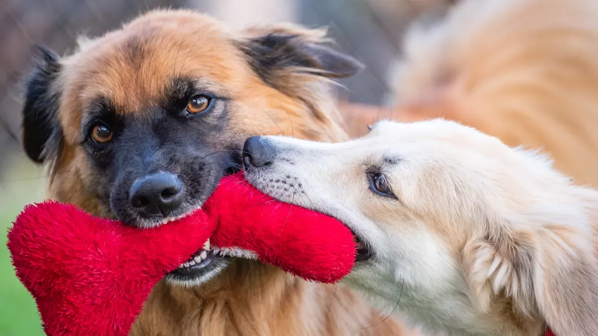 Why Do Dogs Like Squeaky Toys: Instincts and Science