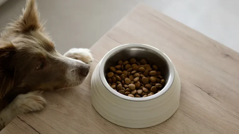How to Create a Pet Product Quality Audit Checklist