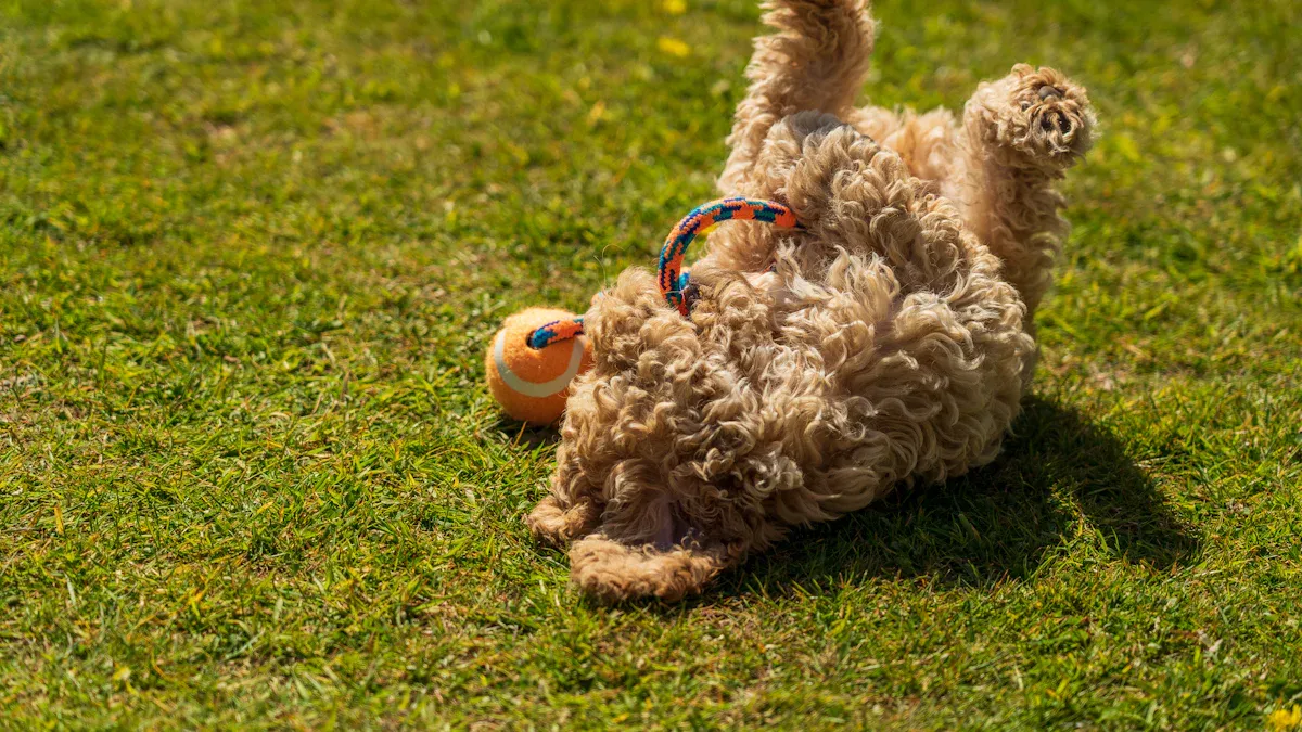 Non-Squeaky Dog Toys