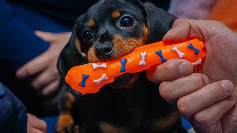 Branded vs generic dog toy