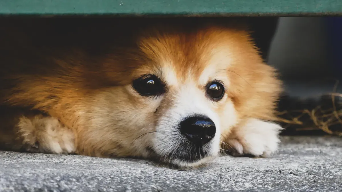 Dog Anxiety Basics