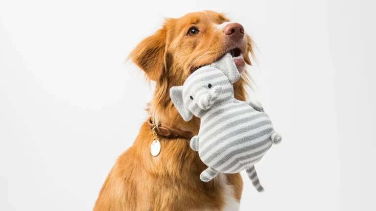 Squeaky Toys for Puppies: Material & Size Considerations