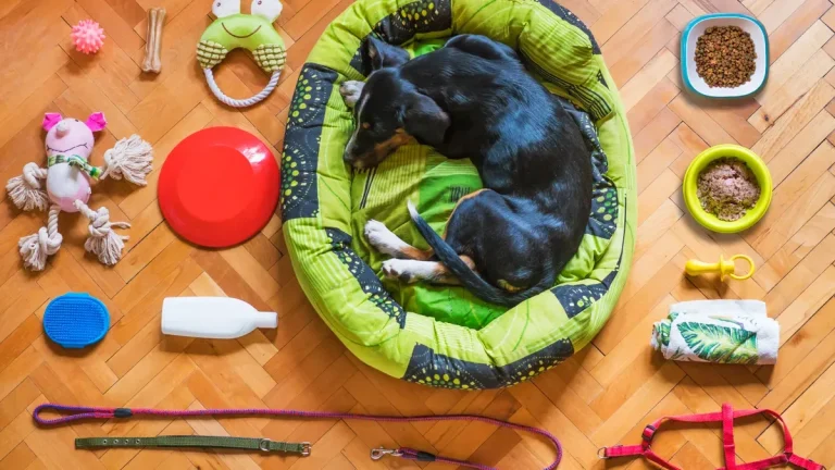 How to Find Eco Friendly Squeaky Dog Toys Made from Sustainable Materials
