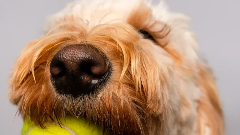 Squeaky vs Non-Squeaky Dog Toys