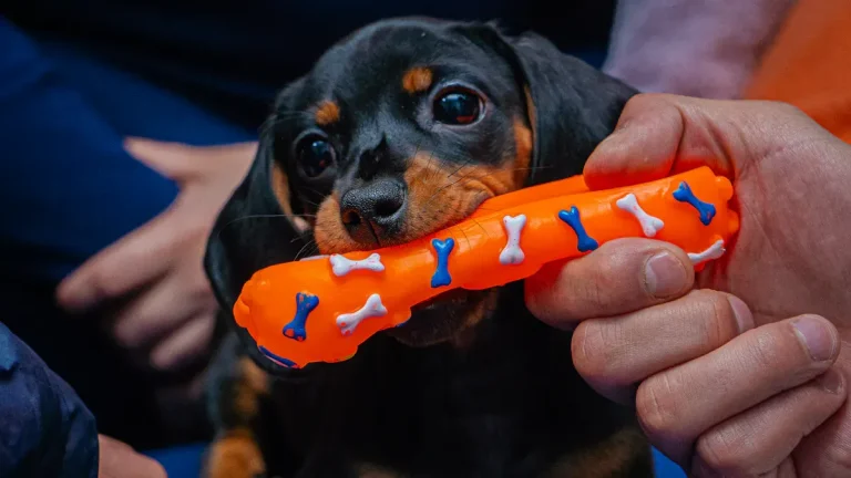 How do dog squeaker toys work and keep pups happy
