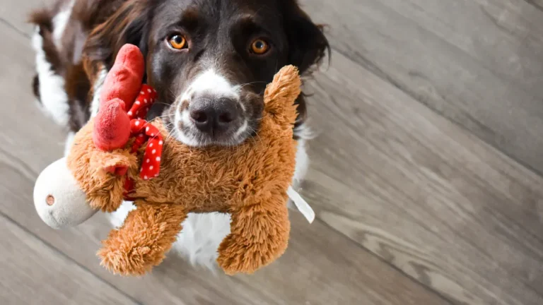 Tough squeaky plush dog toys that really last long