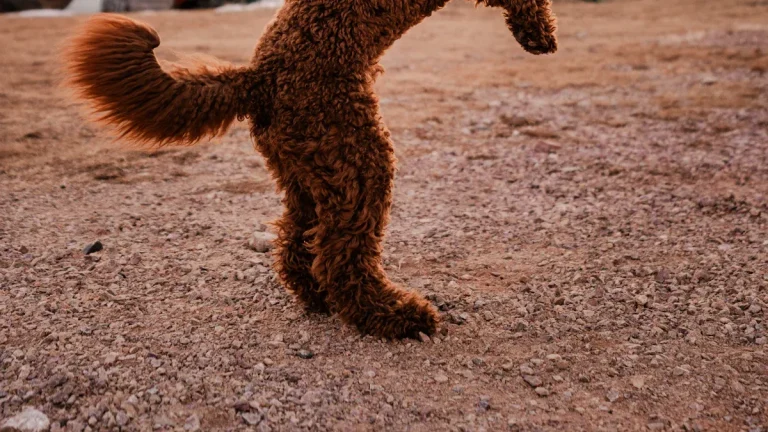 Dog Chew Toy Compliance for US Market: FDA + CPSC + ASTM