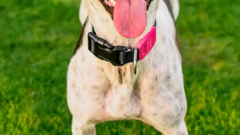 Spiked dental dog ball secrets for healthy smiles