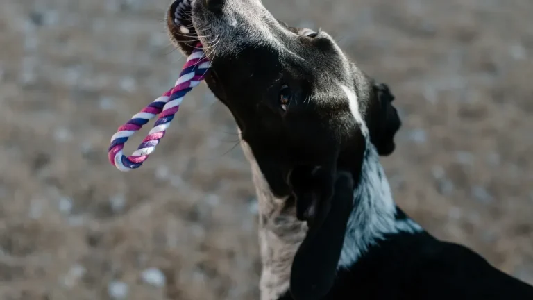 Are rope toys safe for dogs?