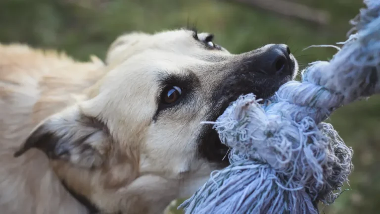 How to Tie the Best Dog Rope Knot Types for Durable Toys