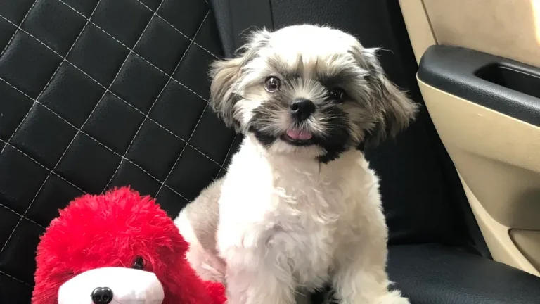 Plush Dog Toy Sample Approval: What to Inspect Before Production
