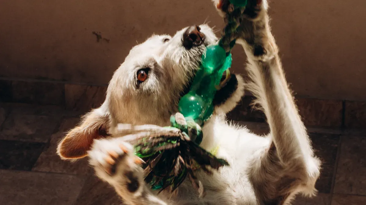 Maximizing Toy Lifespan
