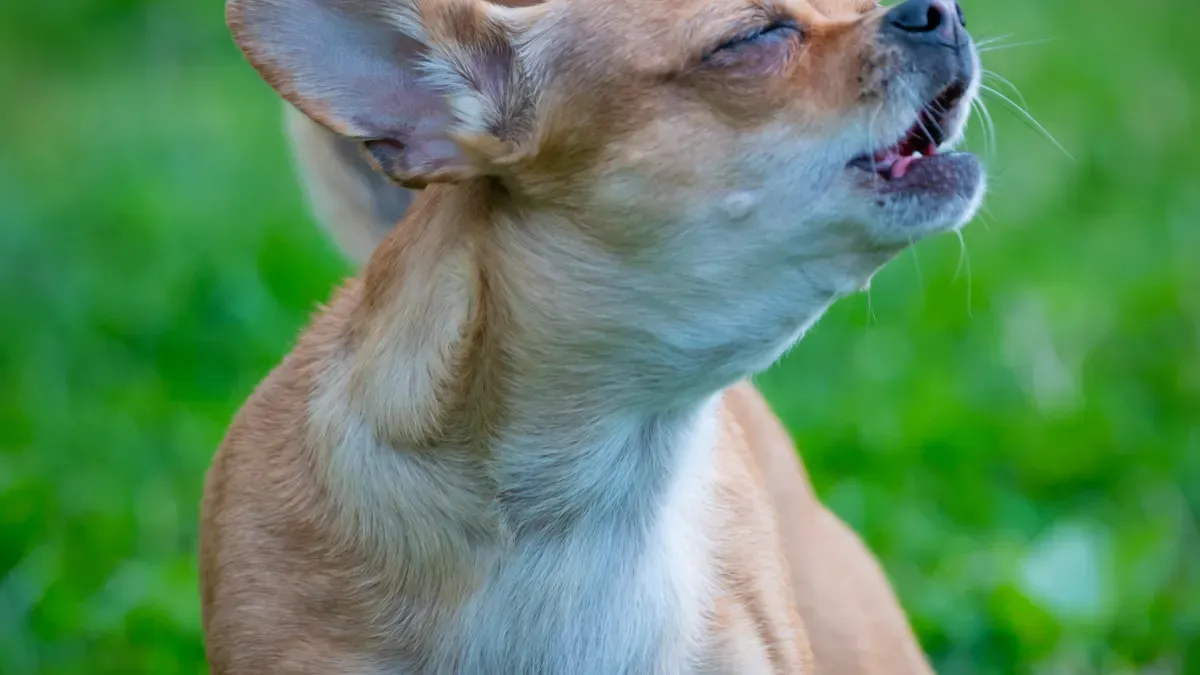 Dog Chew Toy US Compliance Overview