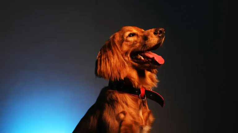 LED dog ball manufacturer battery and material selection