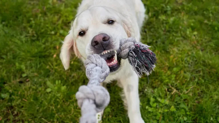 Power Chewer Dog Toys: Reinforced Design Standards