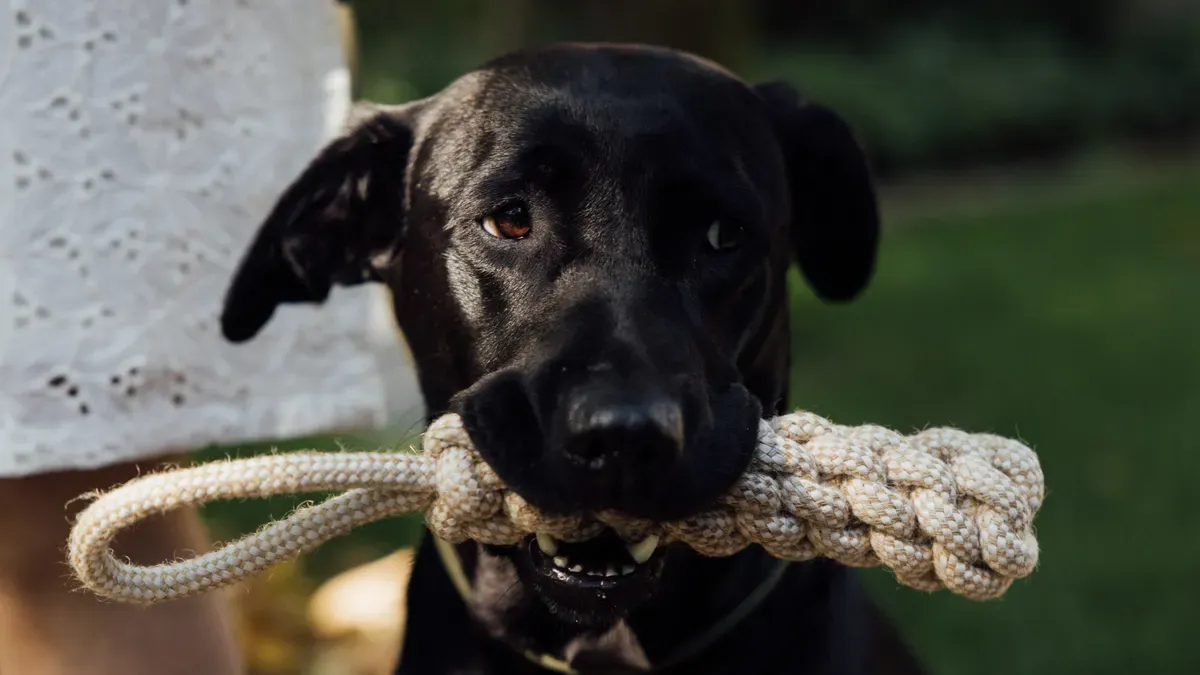 Knot Options for Tug Toys