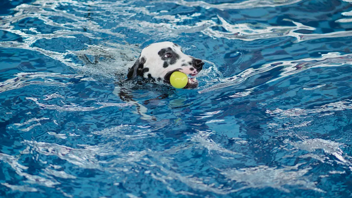 Key Features of Floating Dog Ball Water Toys