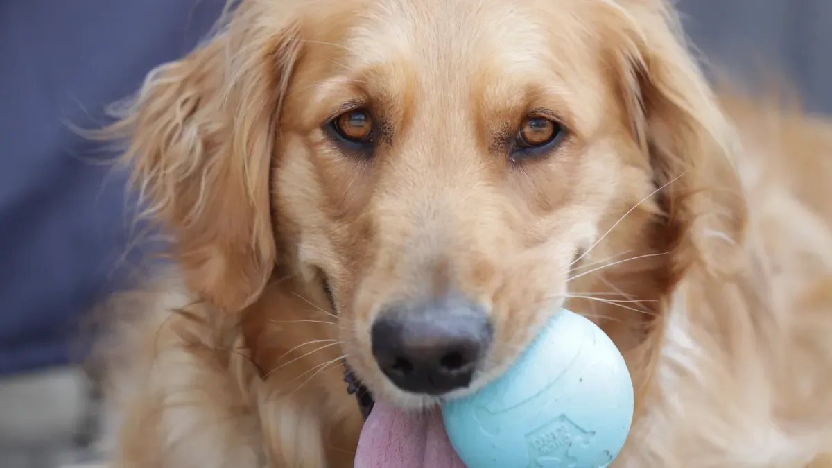 Pantone matching for dog balls