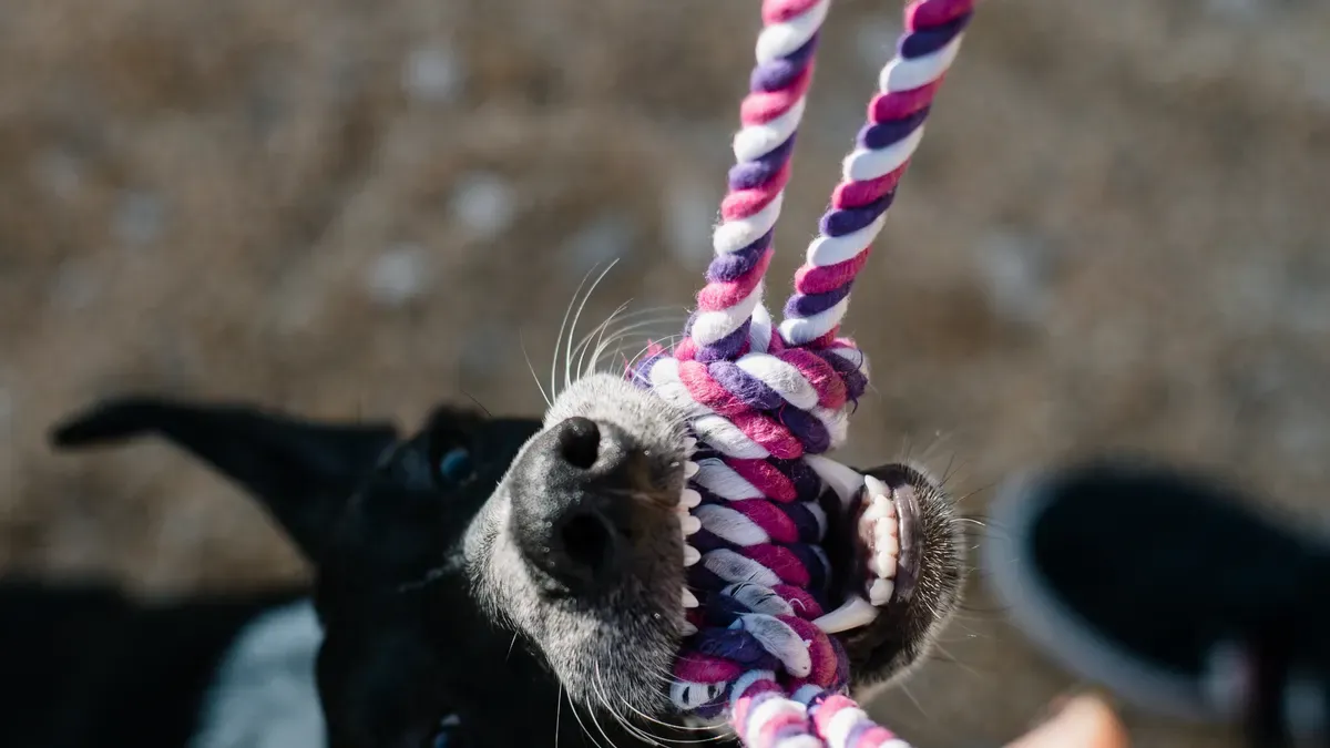 Sustainable Materials in Dog Toys