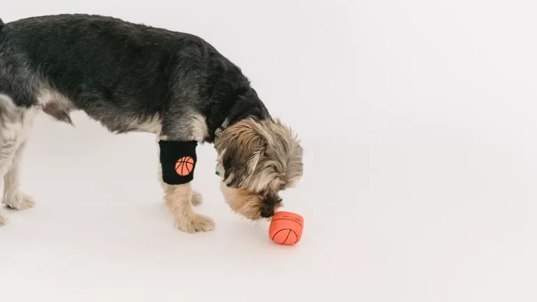 TPR suction cup dog toy fun for every playful pup