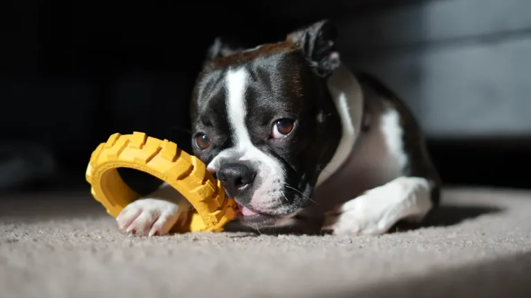 Custom logo dog chew toy branding made easy