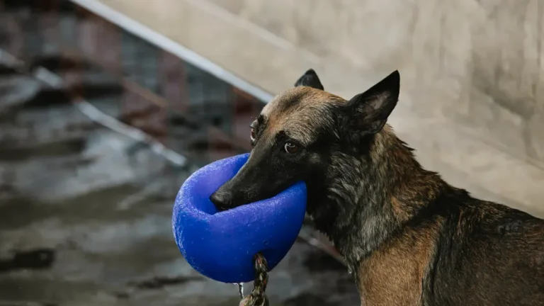 Floating Dog Ball Toys for Water Play: Material Selection