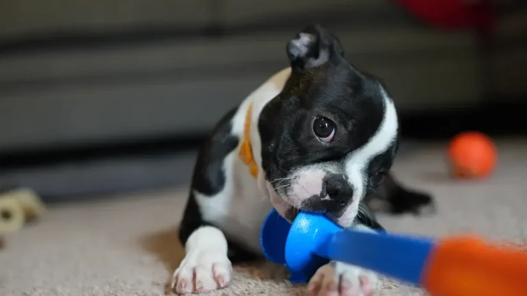 Wholesale Dog Teething Toys: 50-Piece Trial Order Process