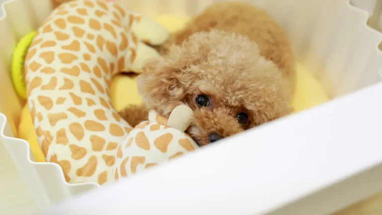 Top Material Breakthroughs Shaping Antimicrobial Dog Chew Toys
