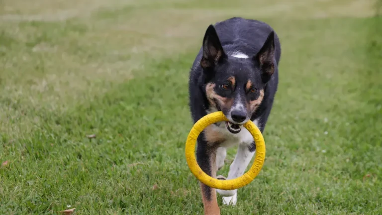 Dog fetch toy wholesale