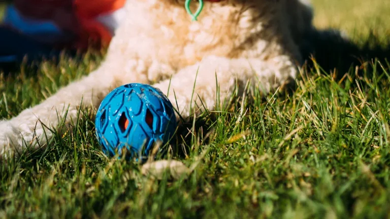 Glow-in-the-Dark Dog Balls: Materials & Production