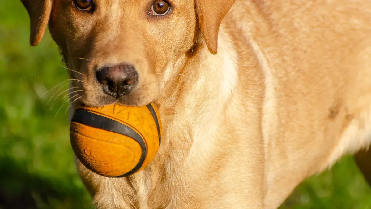 Indestructible Dog Ball Wholesale: Key Benefits