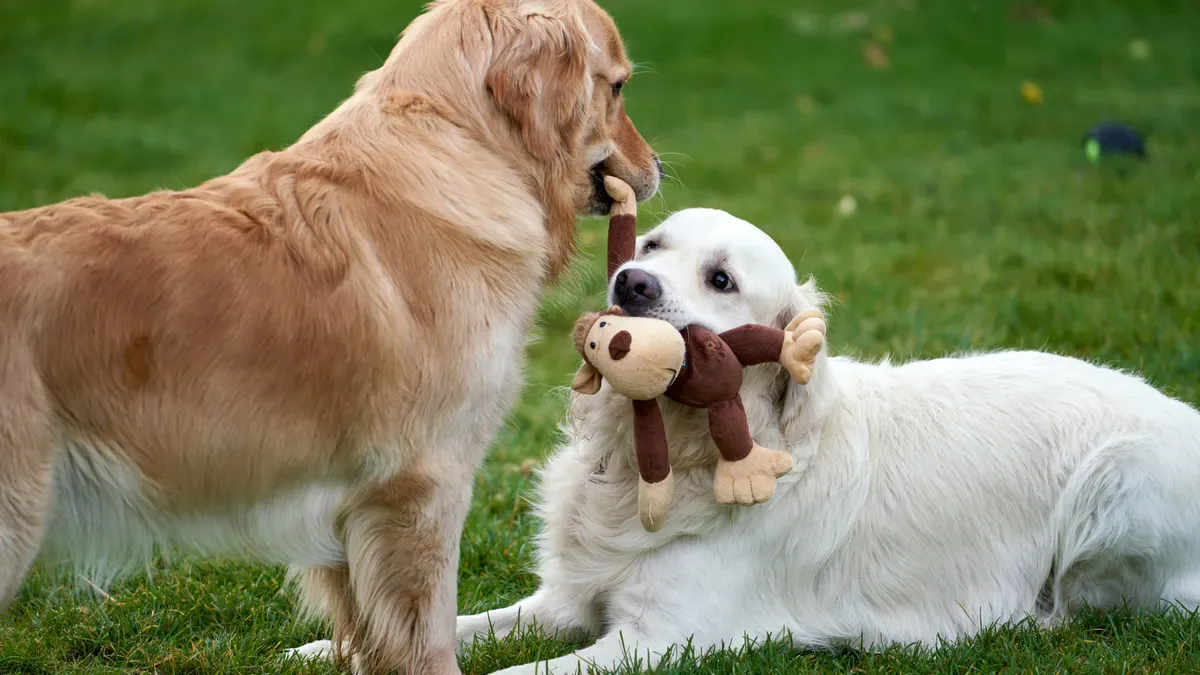 Length and Material Selection by Dog Size