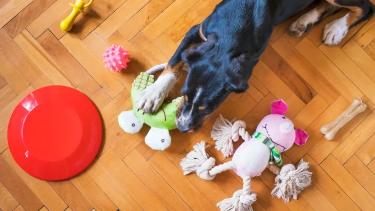 Is Indestructible Dog Ball Wholesale Right for Your Shop Now