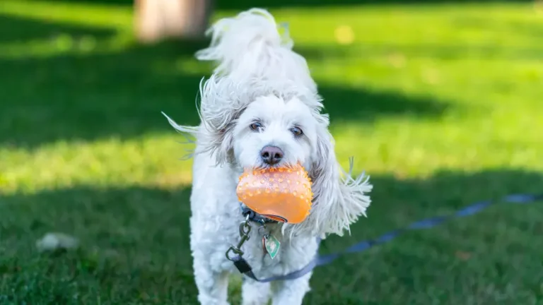 Dog fetch toy wholesale secrets every retailer loves
