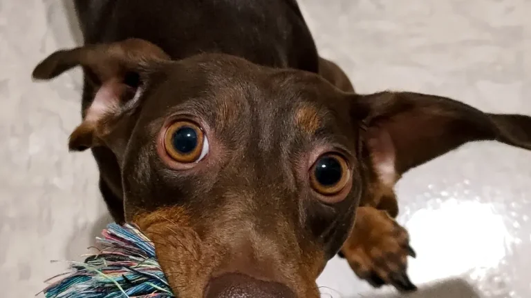 Rope Ball Dog Toy Combo